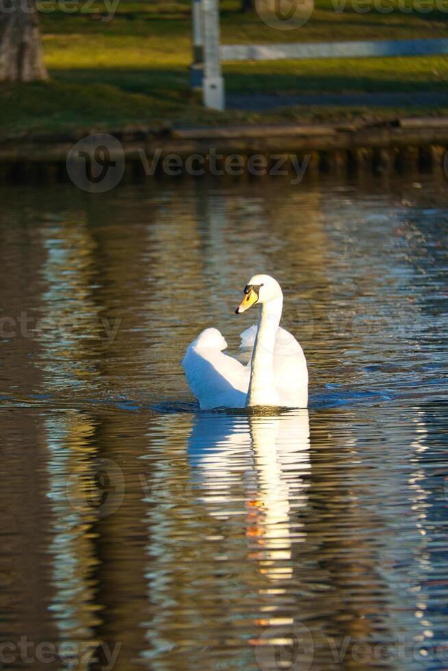 Mute swan swimming on the water. Large white bird. Elegant with splendid plumage photo