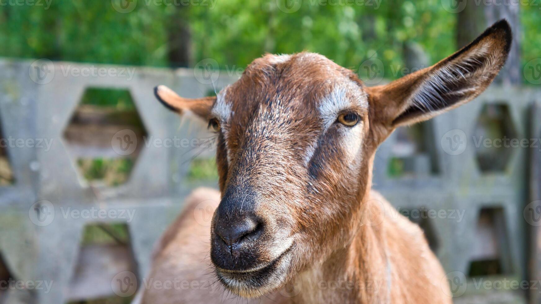 retrato de un cabra. gracioso animal foto. granja animal en el granja. animal foto