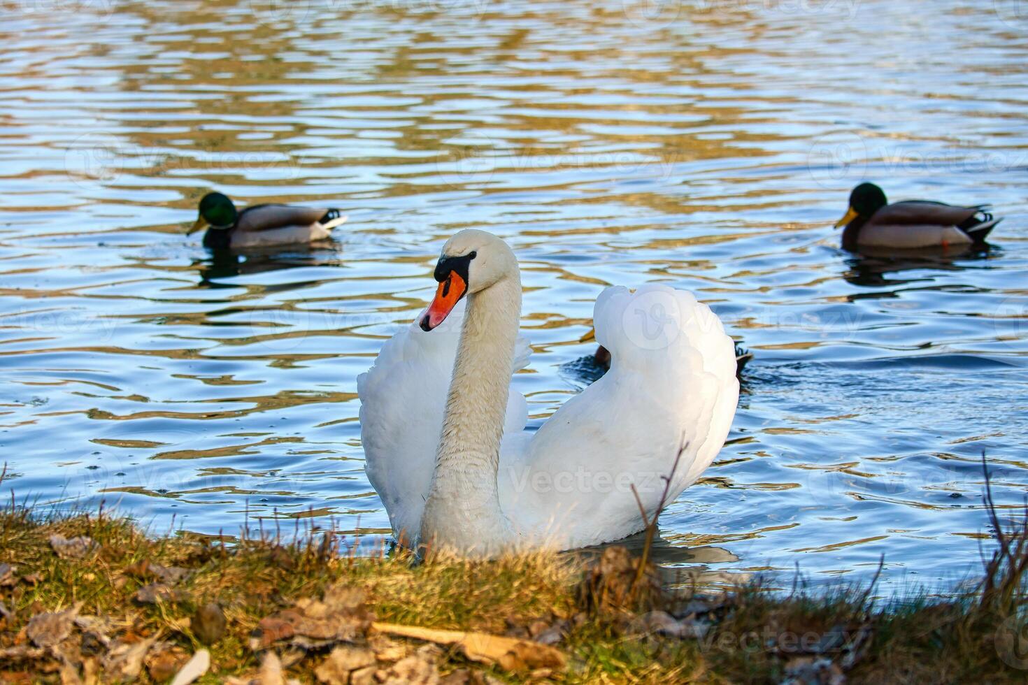 Mute swan swimming on the water. Large white bird. Elegant with splendid plumage photo
