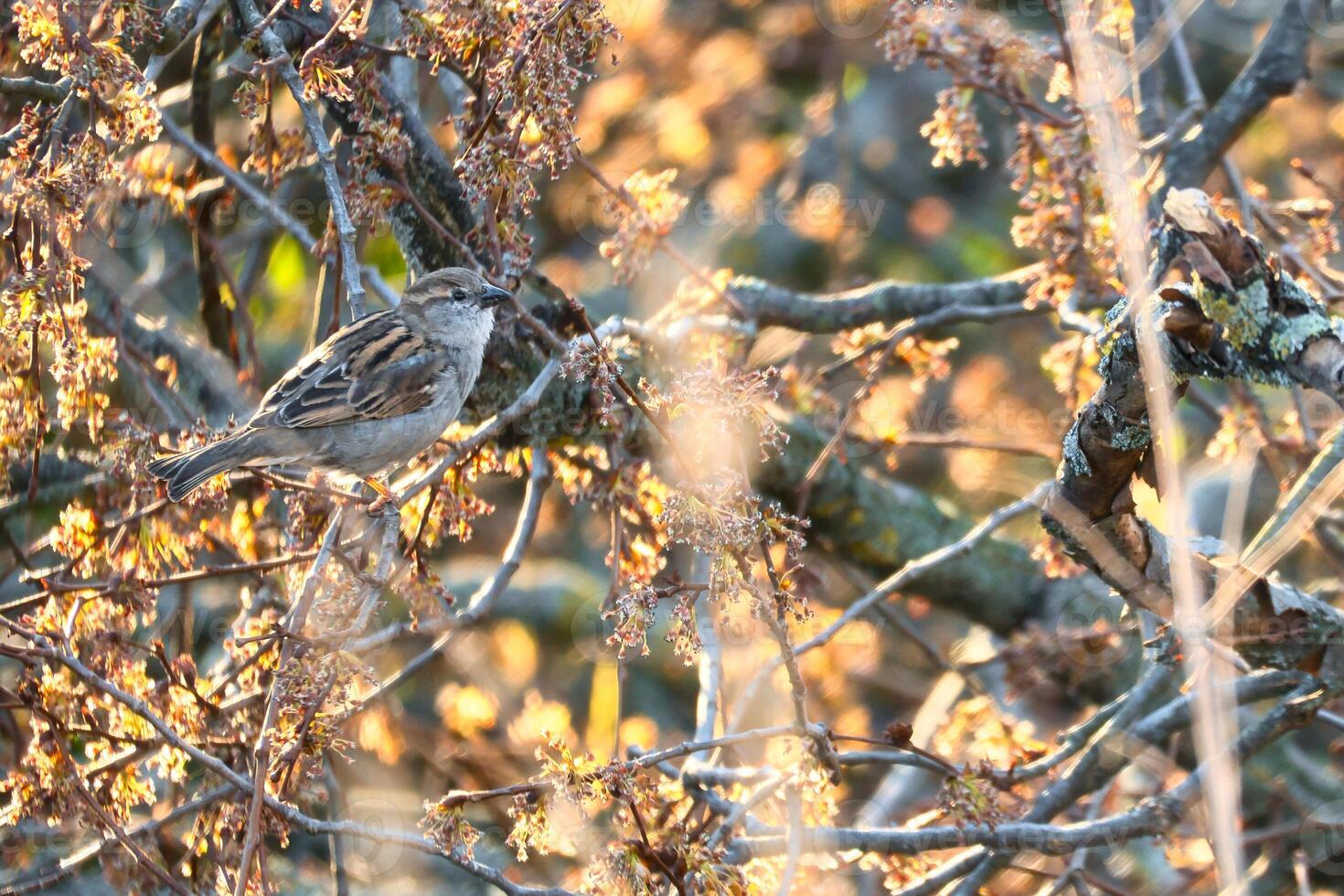 Sparrow sitting on a branch in the shelter of a shrub. Brown, black, white wild bird photo