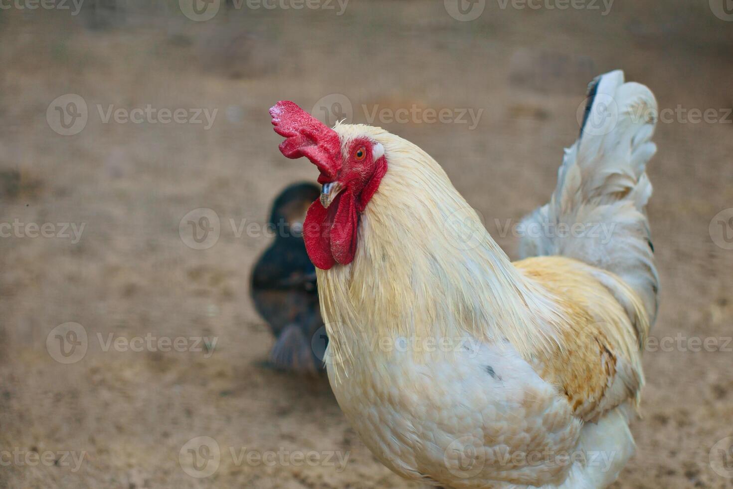 White chicken with red comb, farm animal on a farm. Feathers and beak, portrait photo