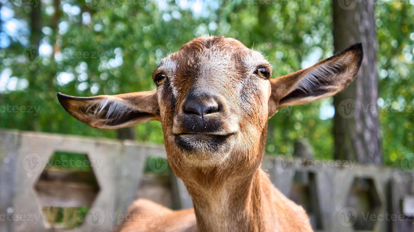 Portrait of a goat. Funny animal photo. Farm animal on the farm. Animal photo