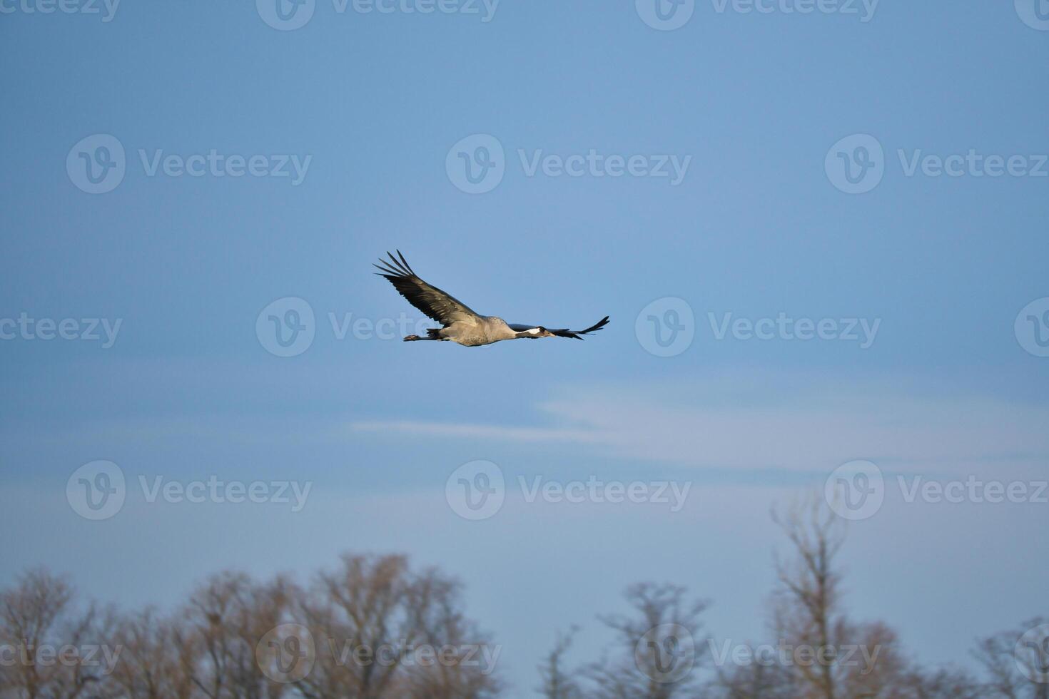 Cranes fly in the blue sky in front of trees. Migratory birds on the Darss. Wildlife photo