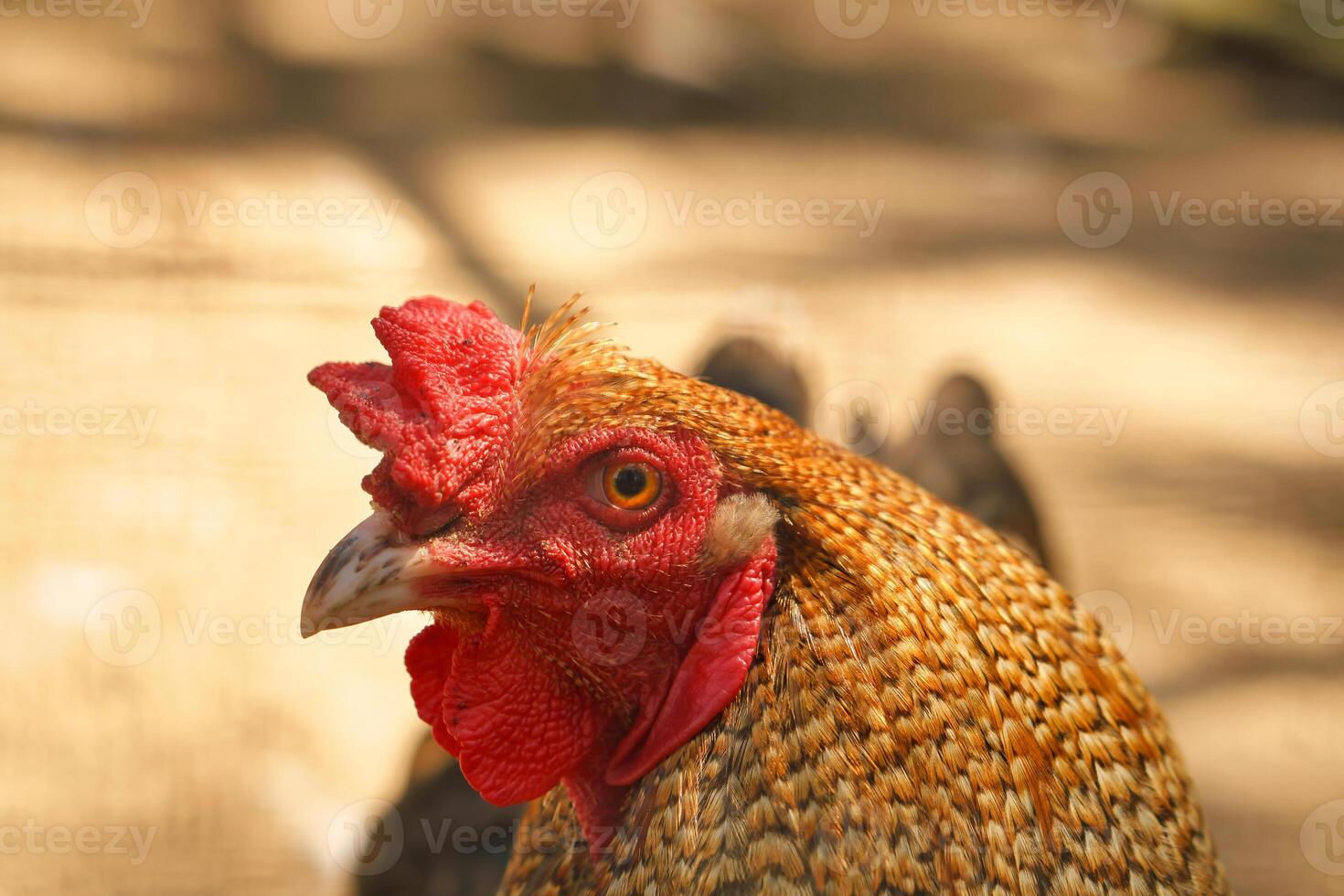 Brown chicken with red comb. Farm animal on a farm. Feathers and beak, portrait photo