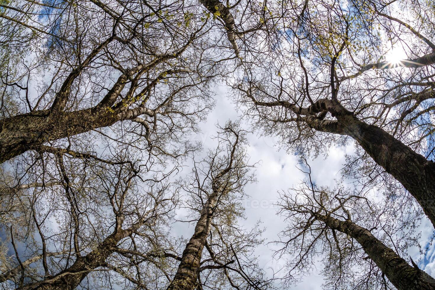 bare crowns and clumsy branches of huge oak trees growing in sky photo