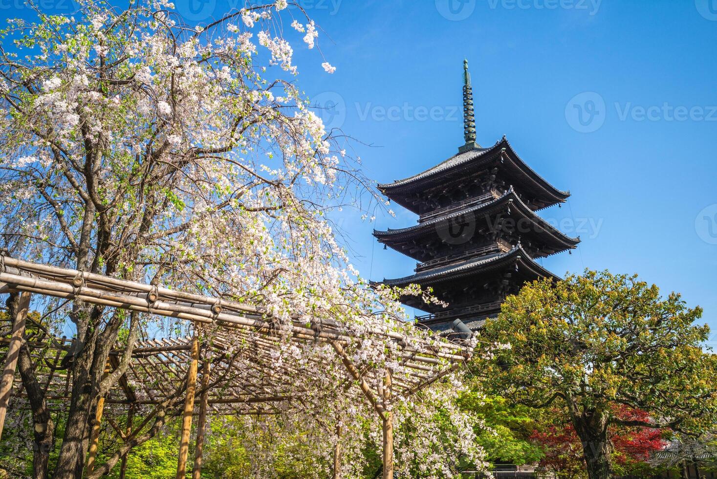 National treasure Five storied pagoda of Toji temple in Kyoto, Japan with cherry blossom photo