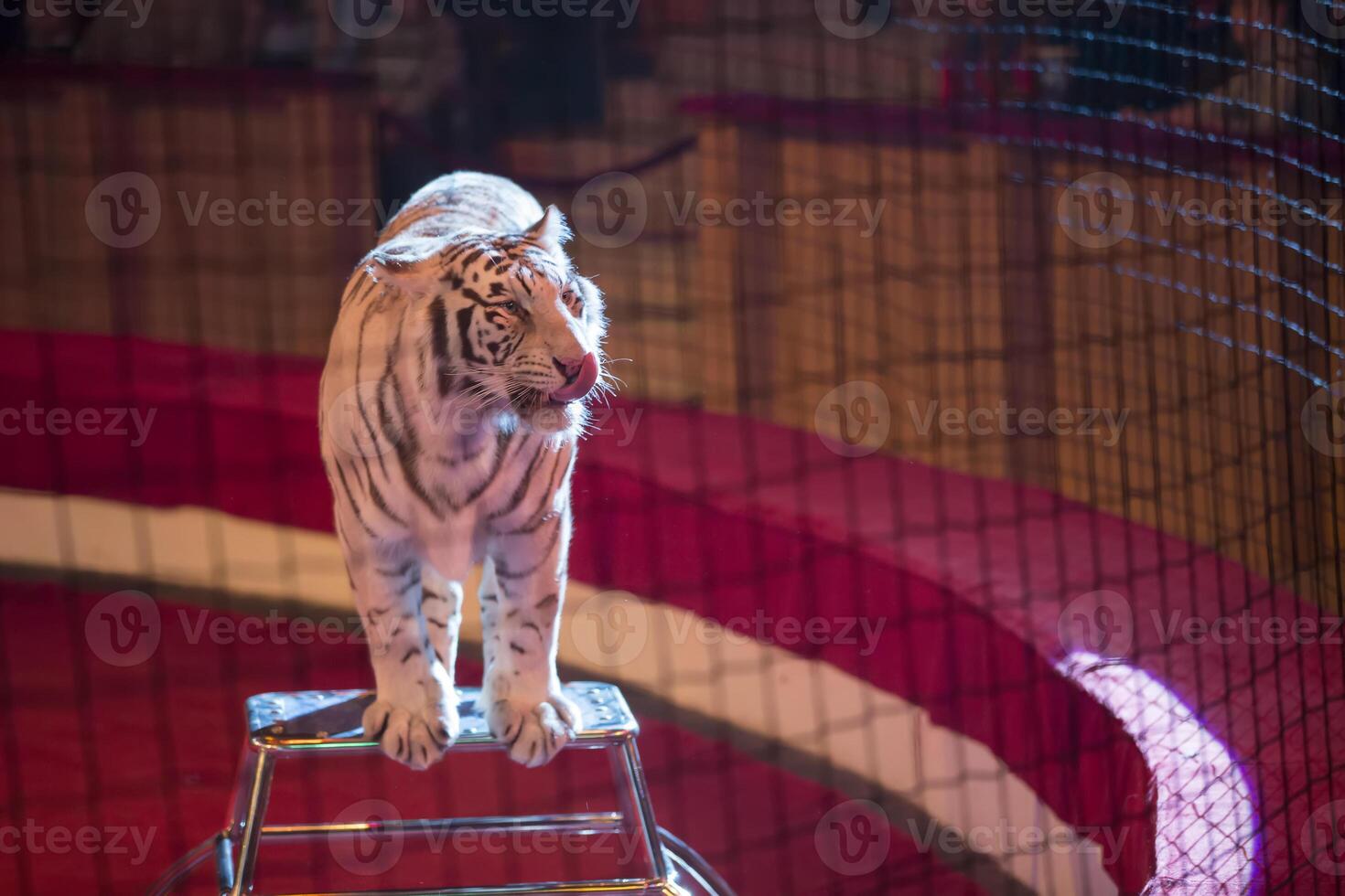 A white tiger performs in the arena. photo