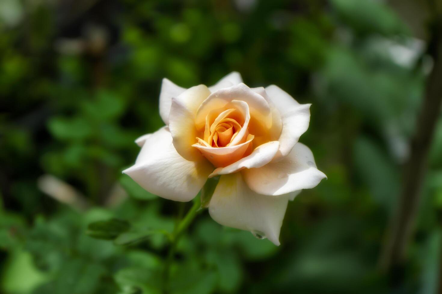 Soft orange rose flower photo