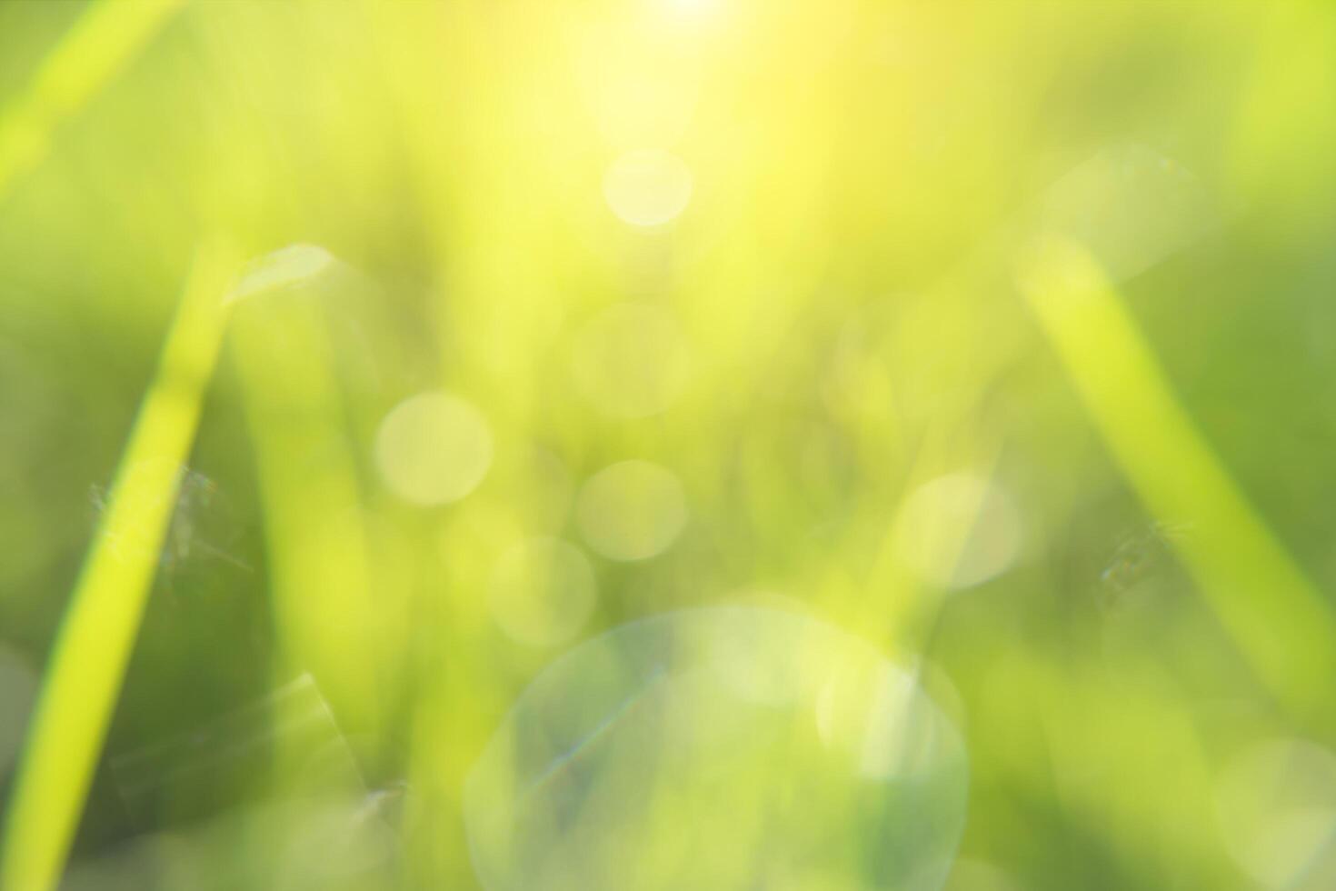 Green blur background with sunlight and bokeh light. photo