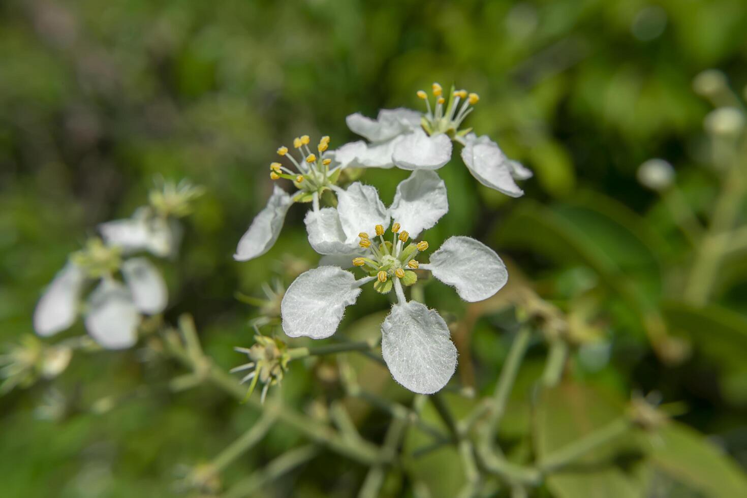 Wild flowers on limestone mountains photo