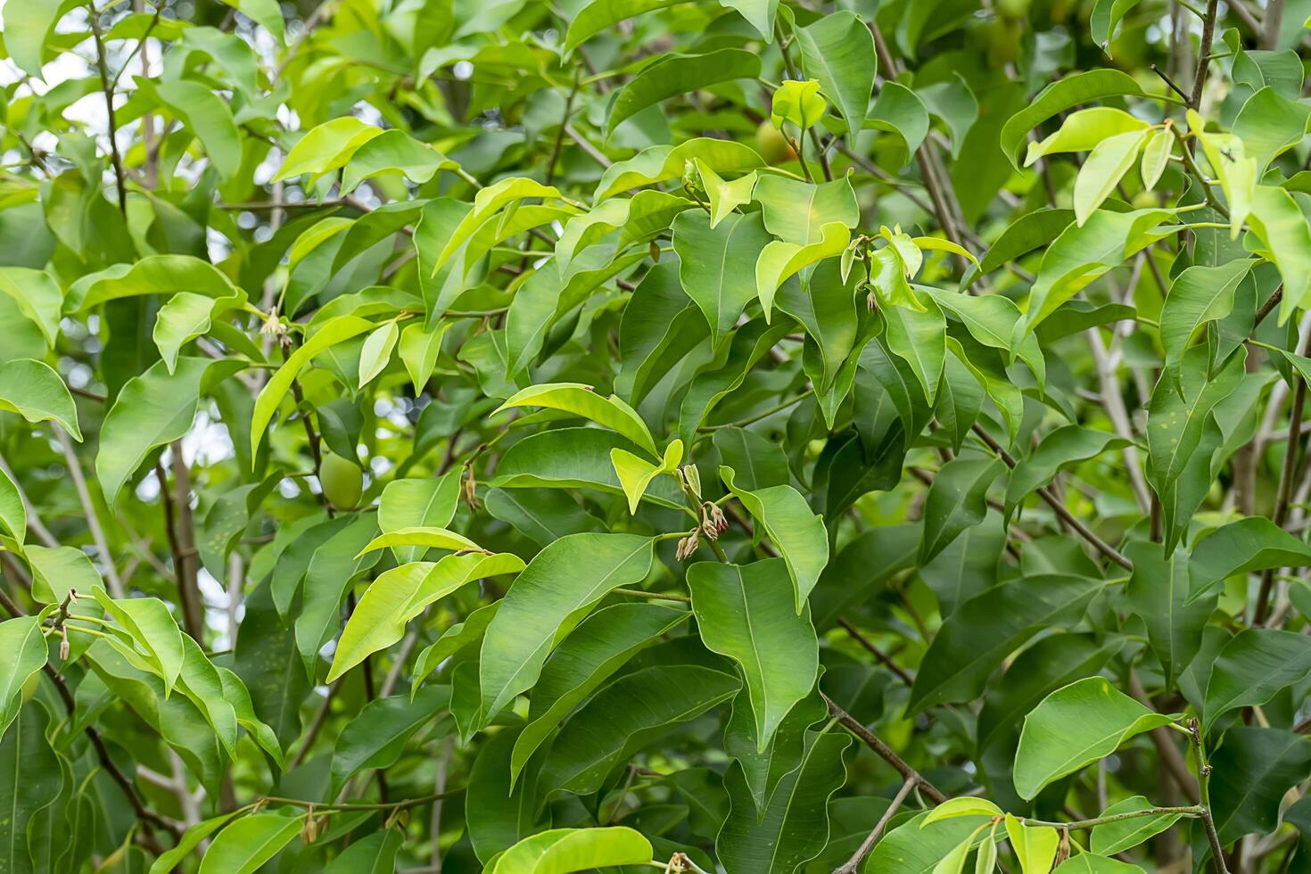 Close up Spanish Cherry plant. photo