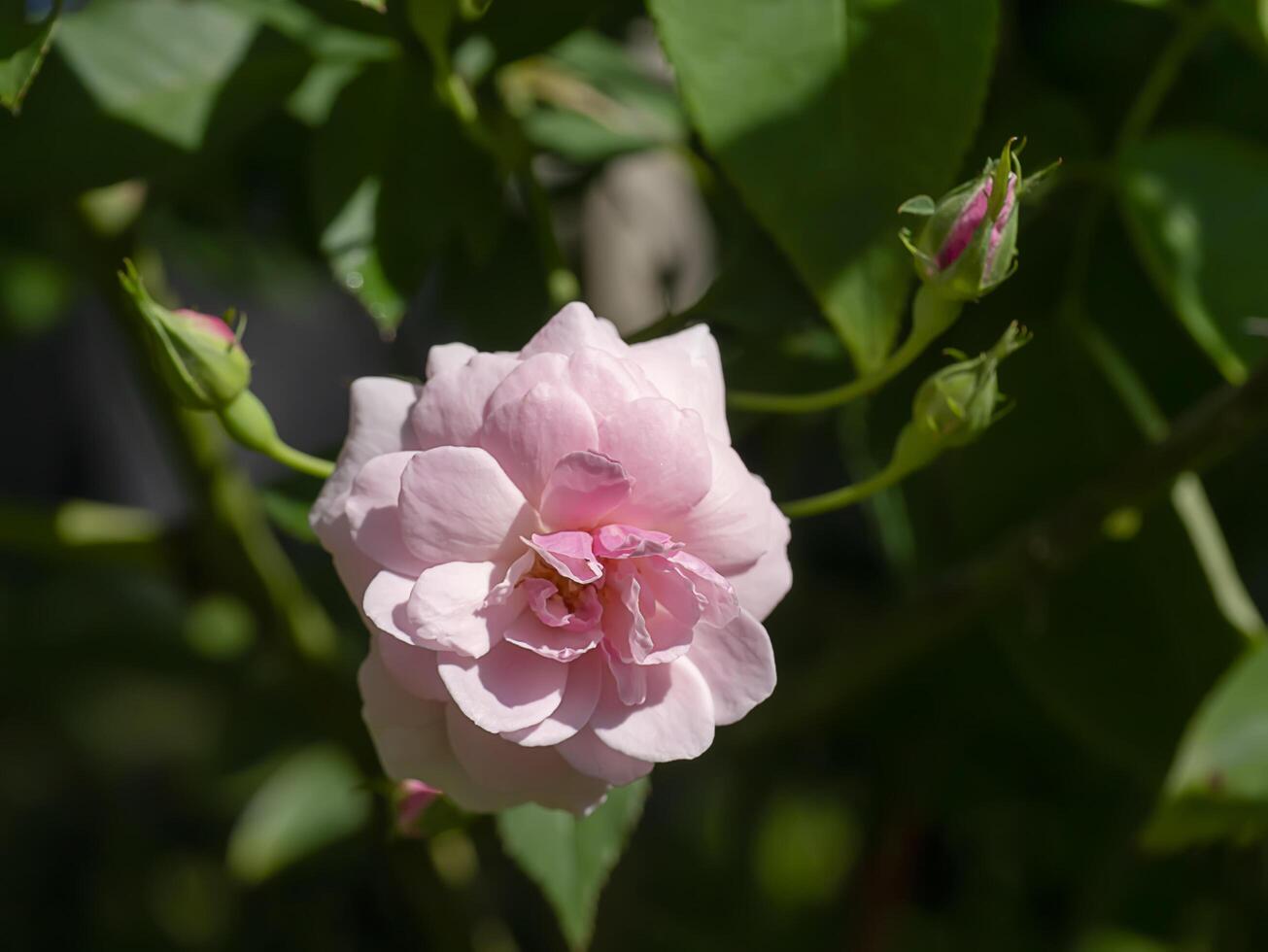pink of Damask Rose flower. photo