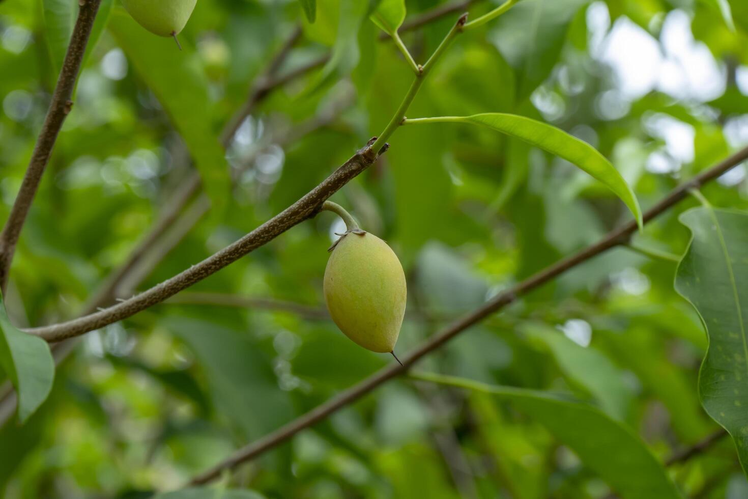 Close up Spanish Cherry plant. photo