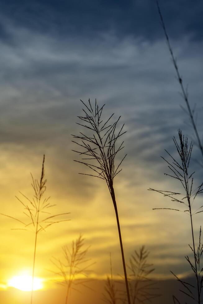 silueta de flor césped con puesta de sol cielo. foto