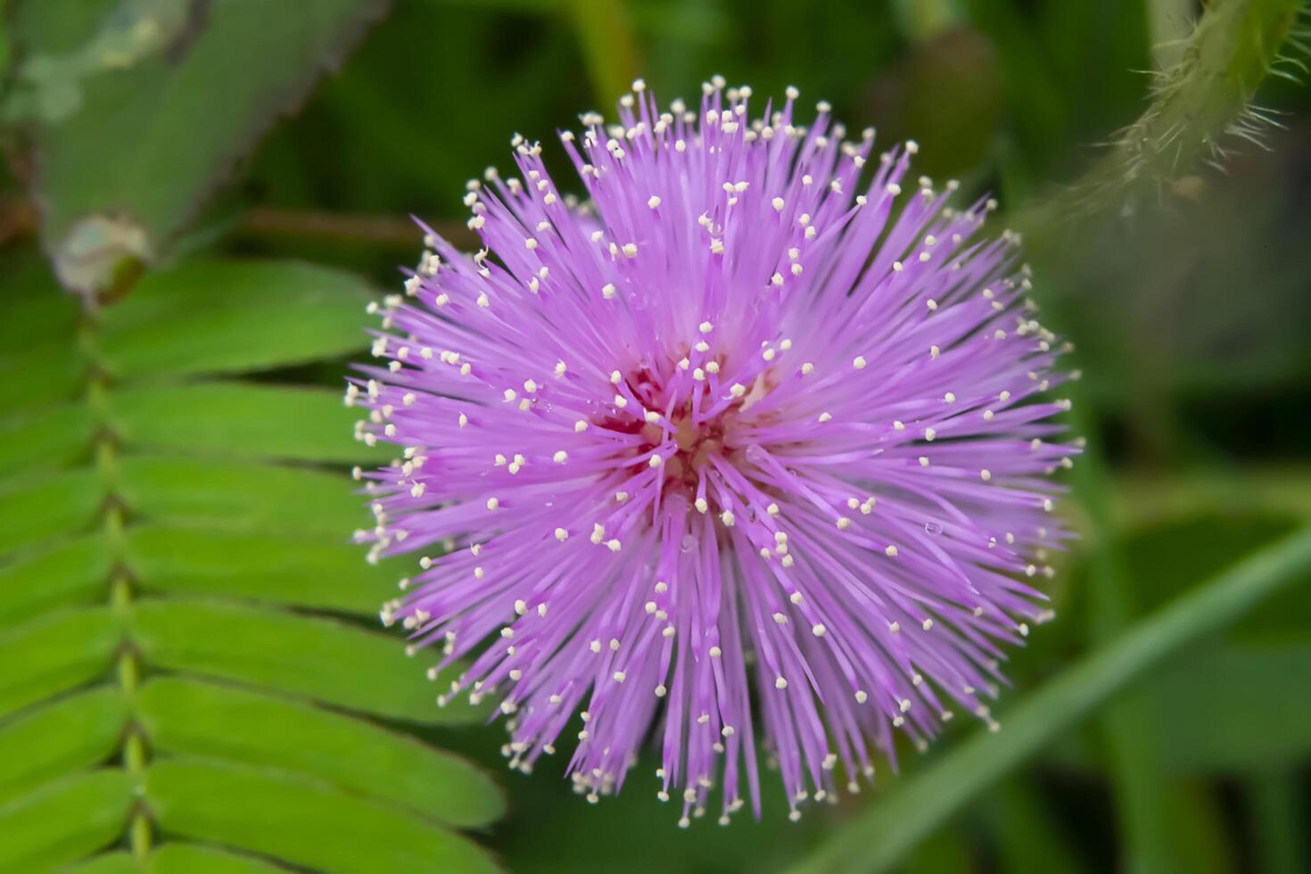 sensitive plant, sleepy plant photo