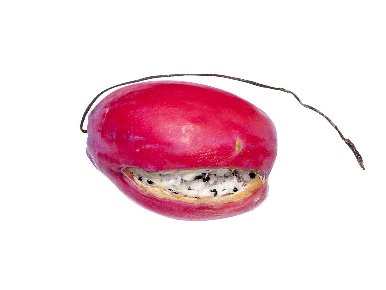 Close up of cactus fruit on tree. photo