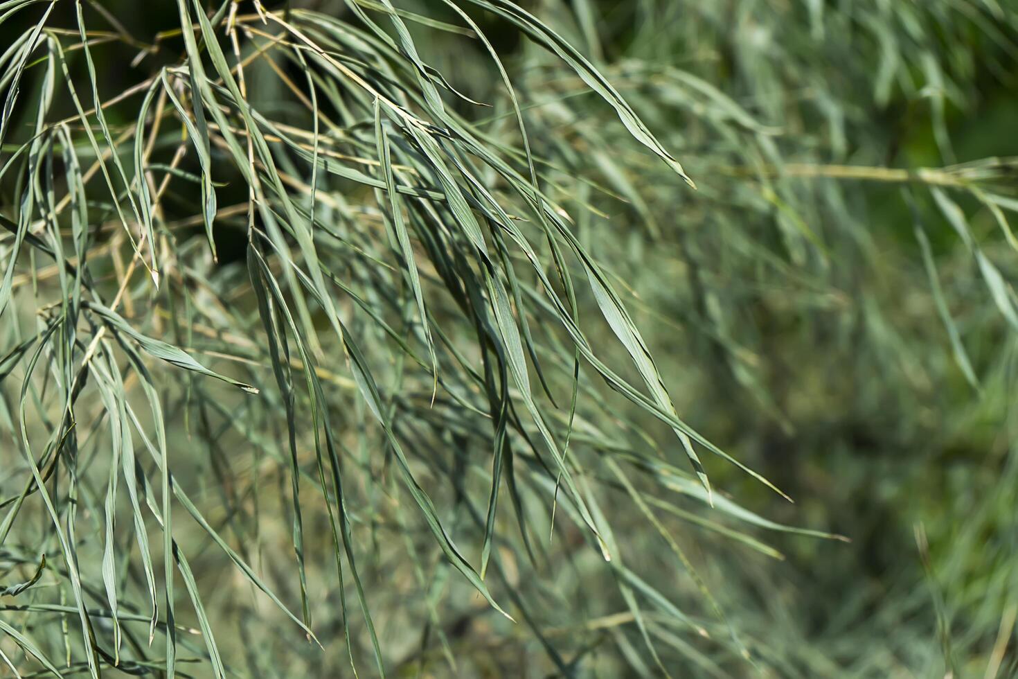 dry bamboo leaves photo
