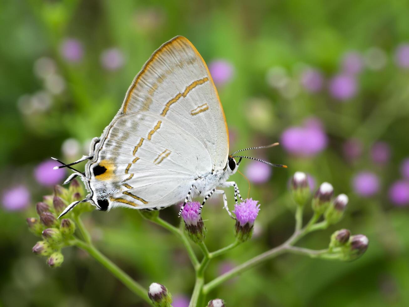 Butterfly and flower. photo