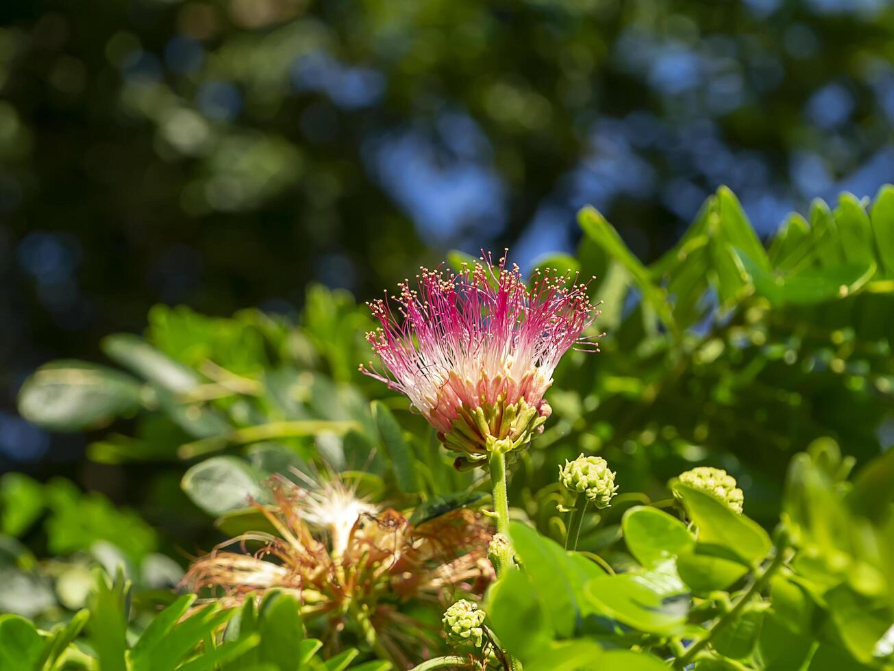 cerca arriba de samanea saman planta. foto