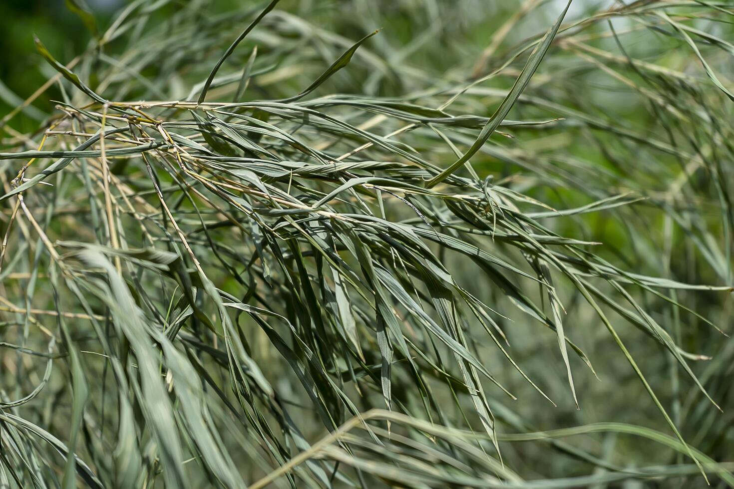 dry bamboo leaves photo
