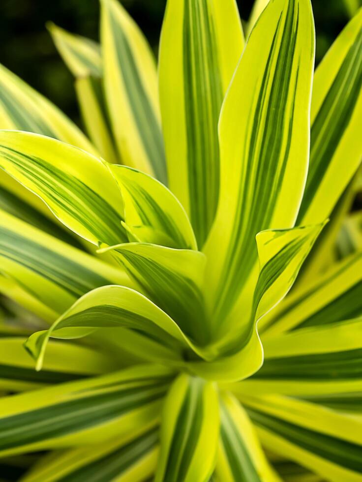 Close up of Song of India leaves. photo