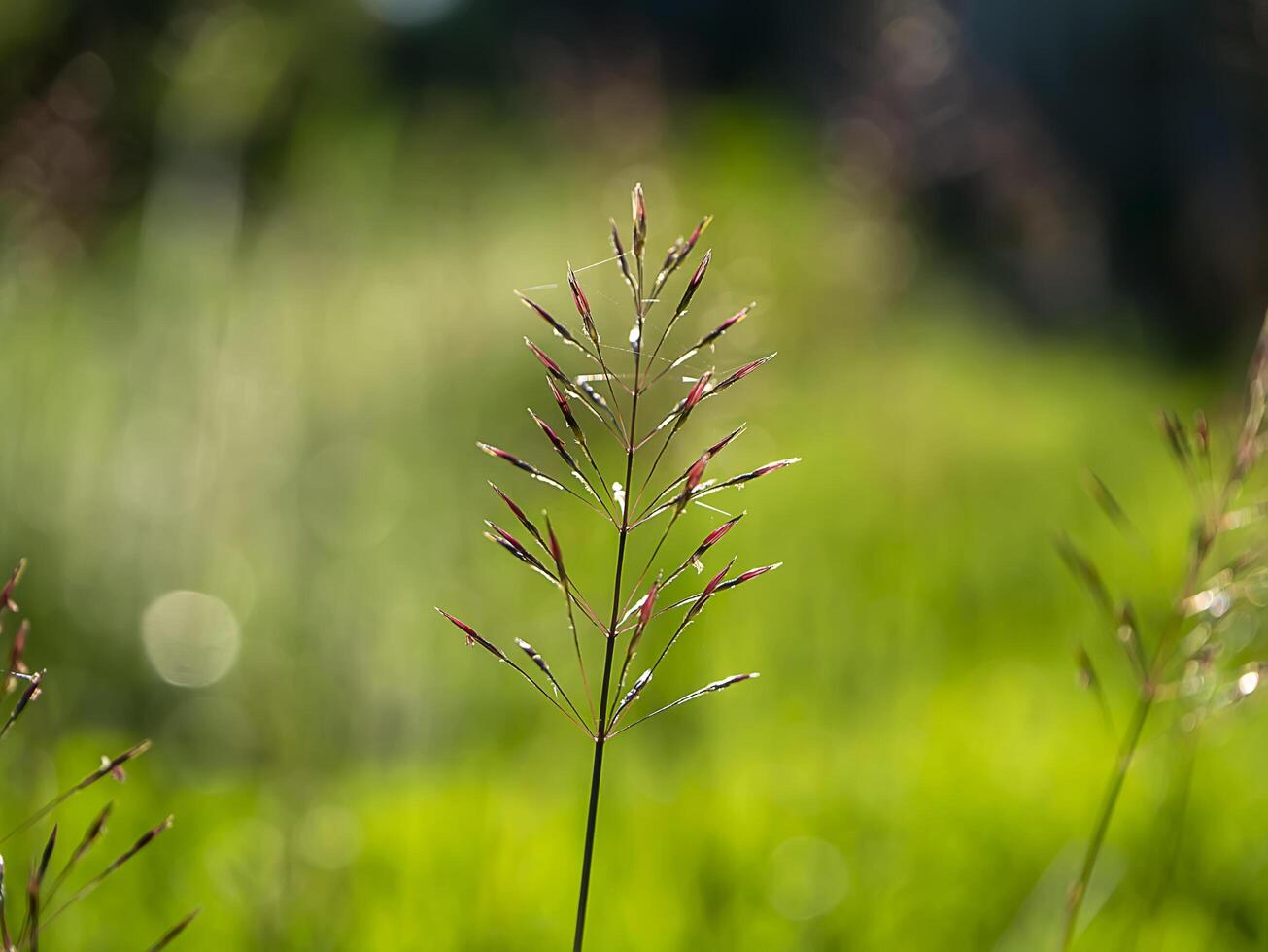 gold beard grass photo