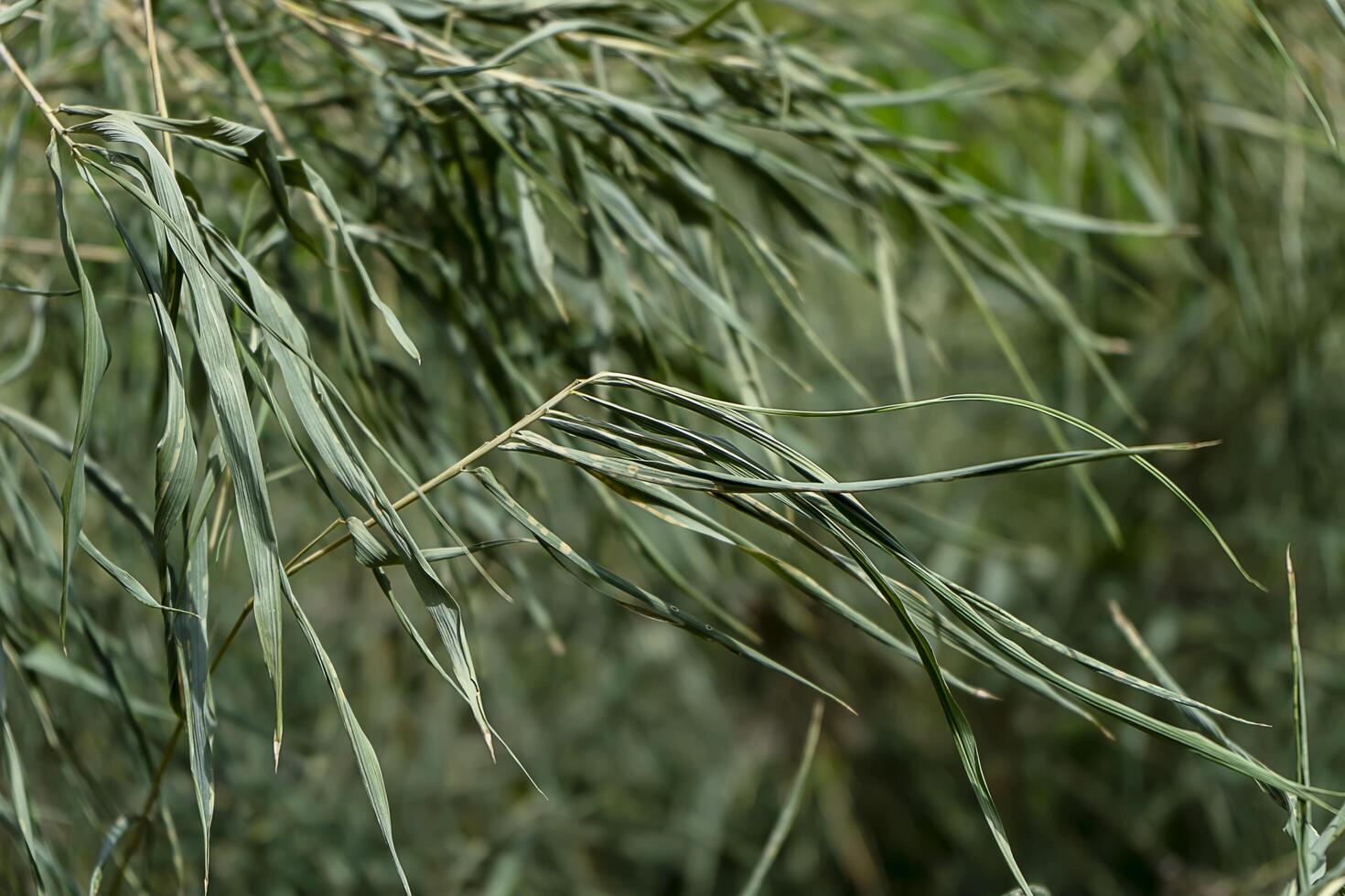 dry bamboo leaves photo