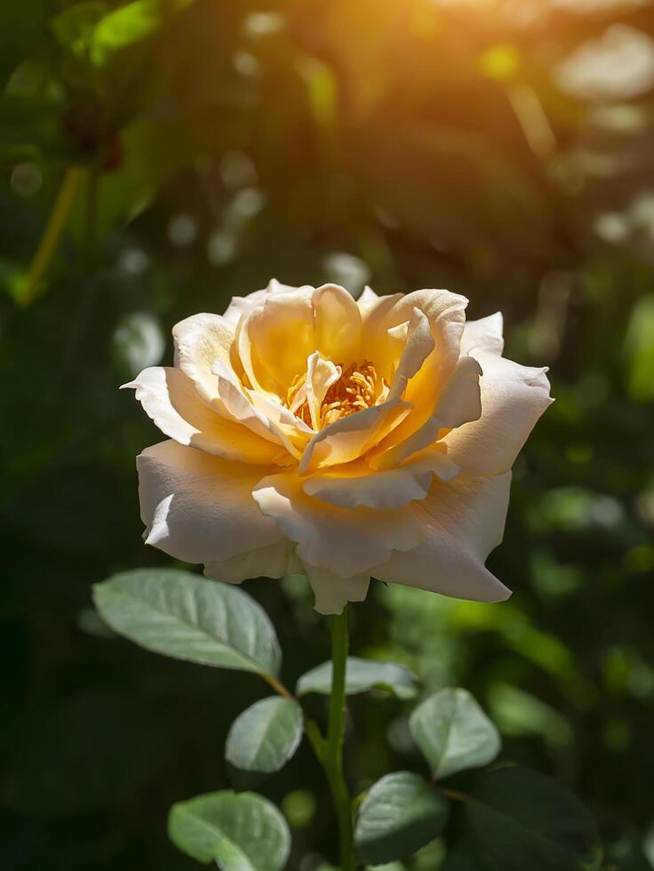 Soft orange rose flower photo
