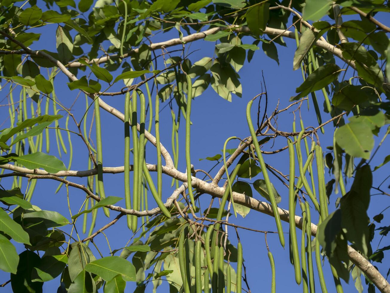 Cassia fistula tree photo