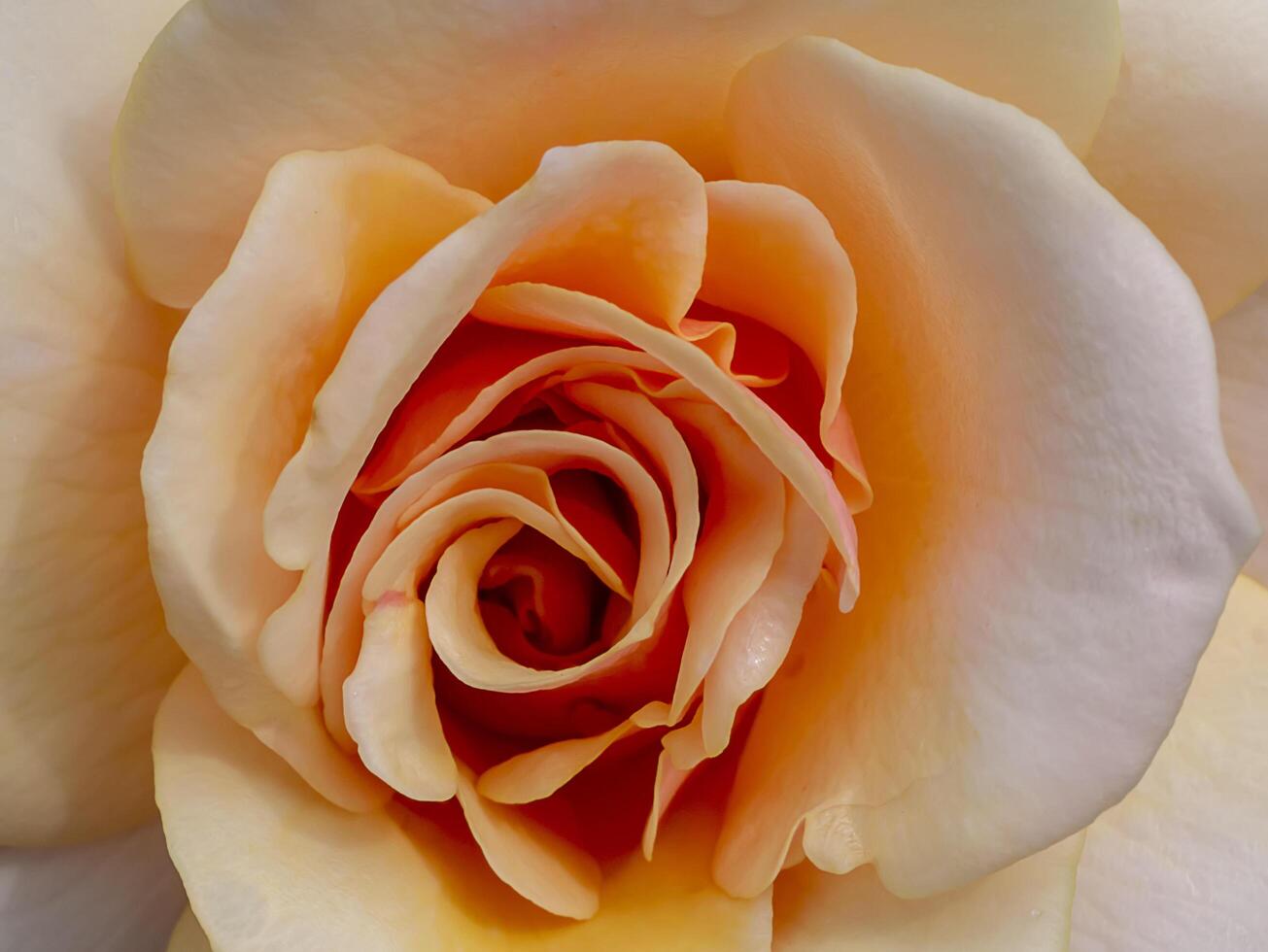 Soft orange rose flower photo