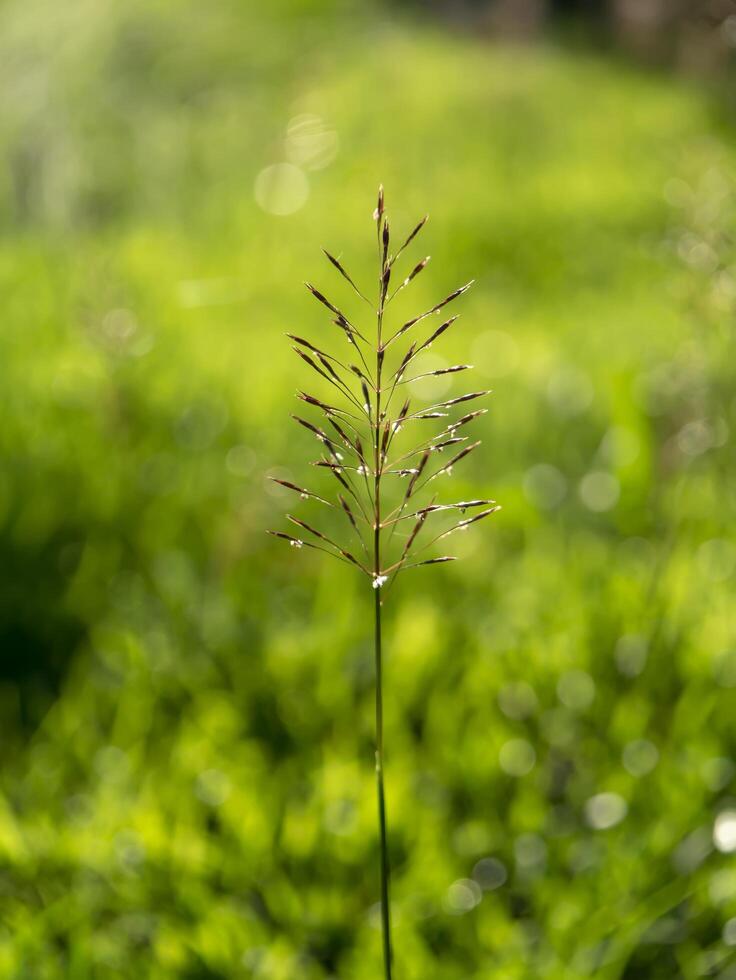 gold beard grass photo