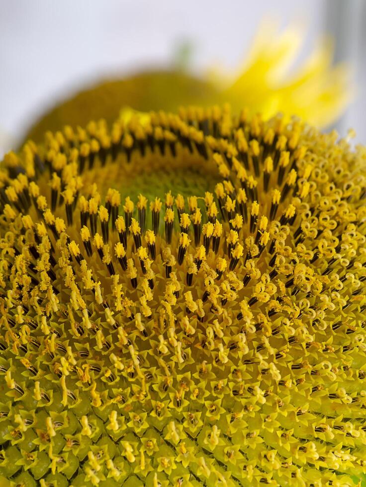 Close up sunflower. photo