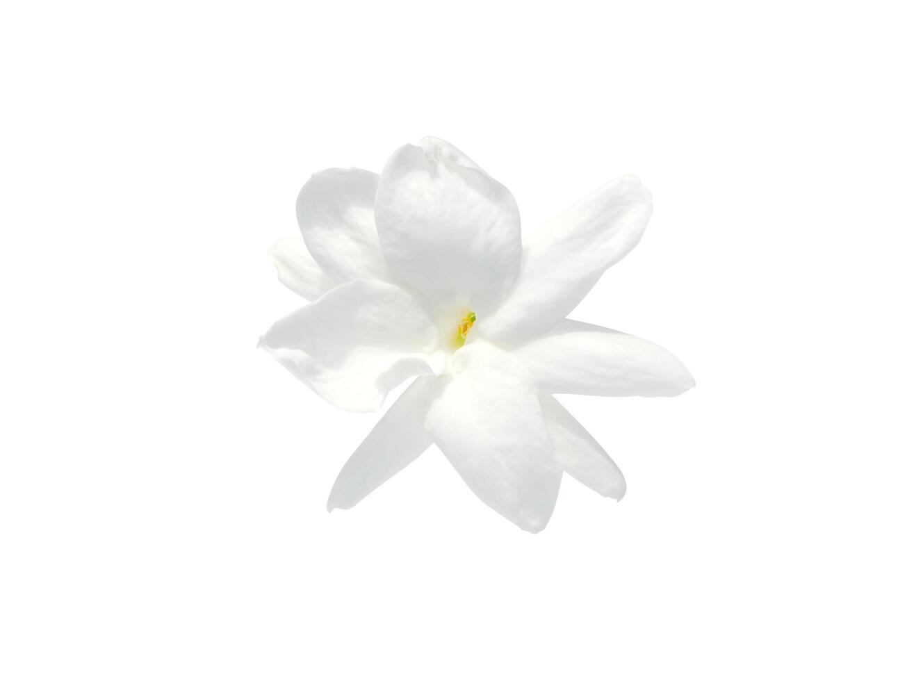 Close up of jasmine flower. photo
