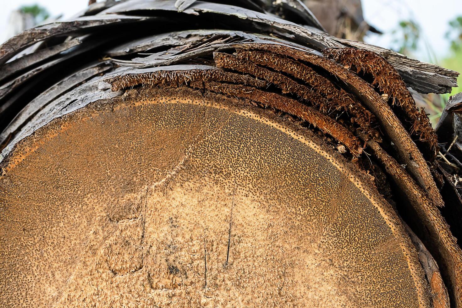 Texture background of Palmyra palm wooden. photo