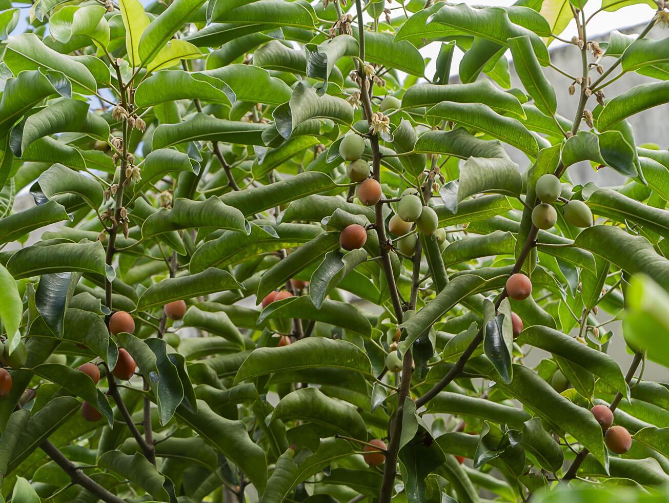 Close up Spanish Cherry plant. photo