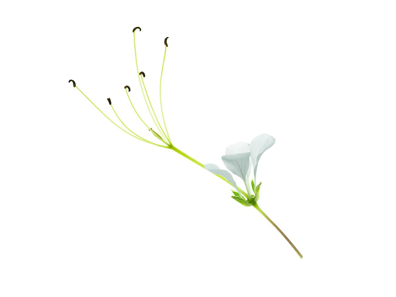 Wild spider flower photo