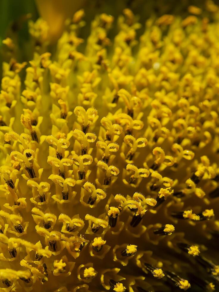 Close up sunflower. photo