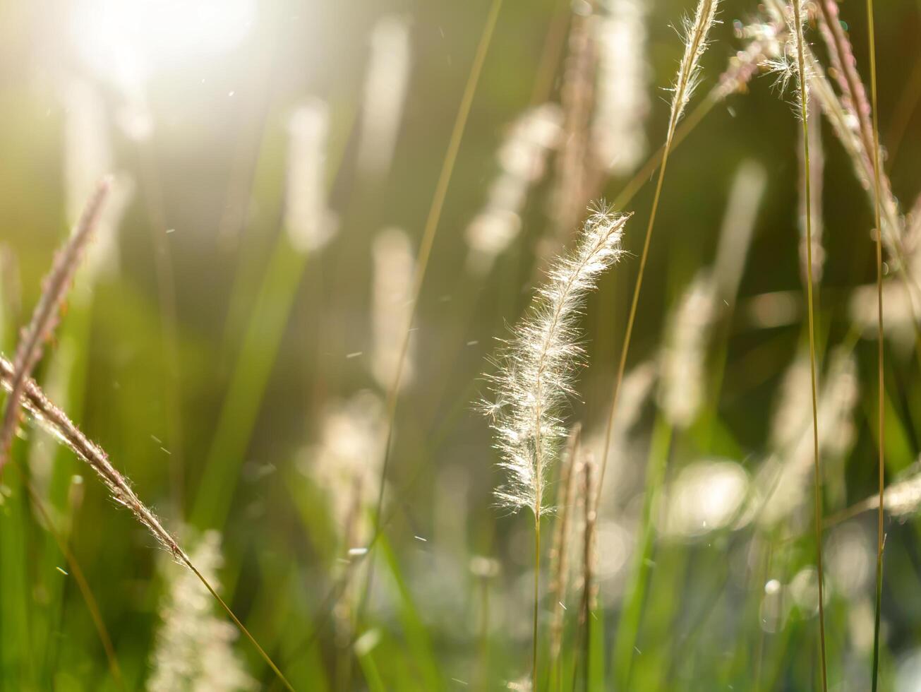 Blady grass with light photo