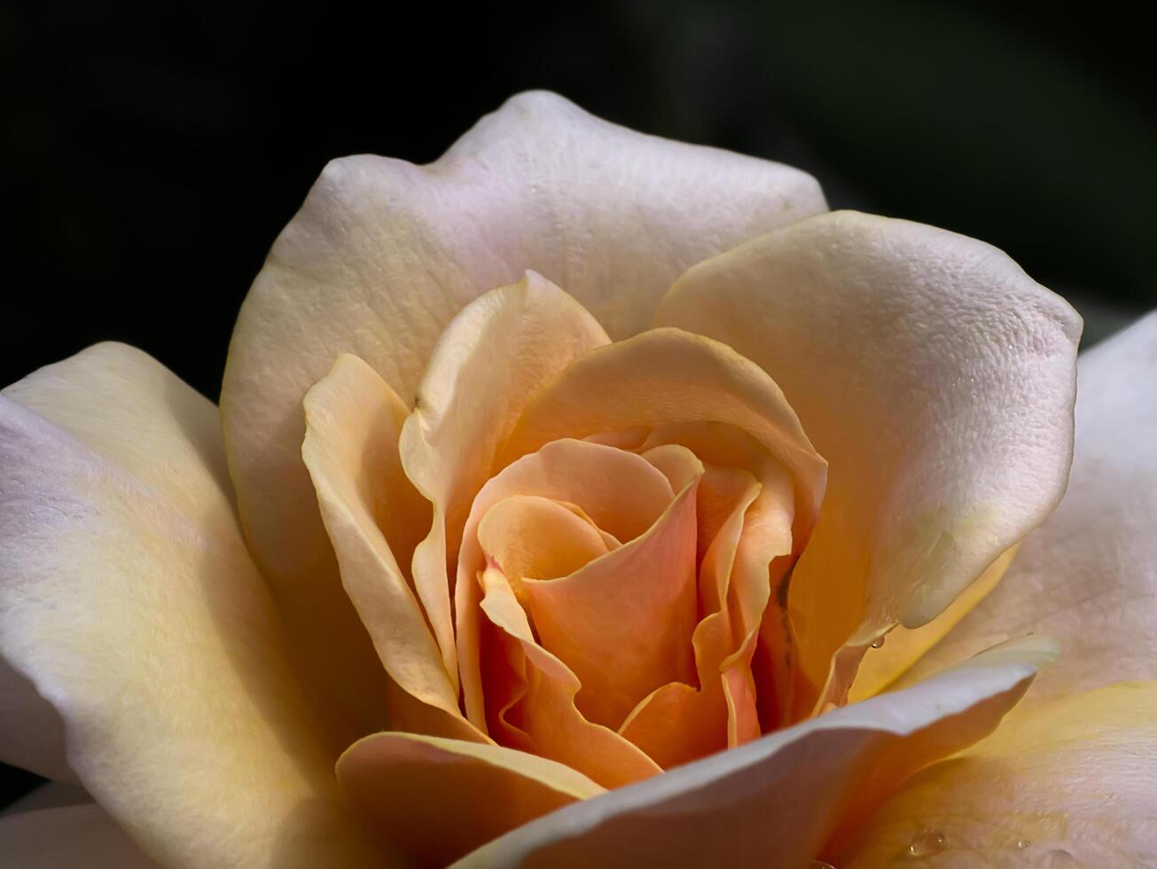 Soft orange rose flower photo