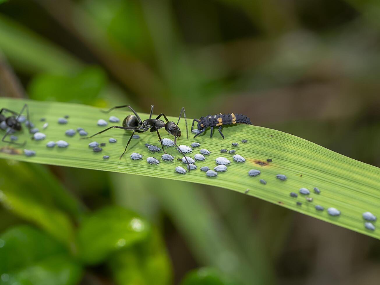 Ant are caring for the larvae of aphids. photo