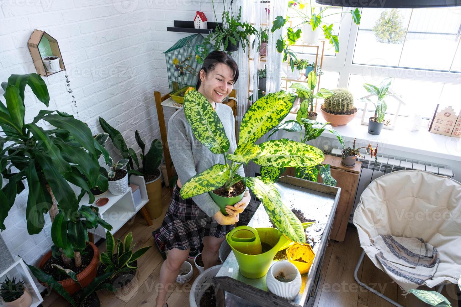 Repotting and caring home plant dieffenbachia Banana into new pot in home interior. Woman breeds and grows plants as a hobby, holds Varietal diffenbachia with large spotted leaves, large size photo