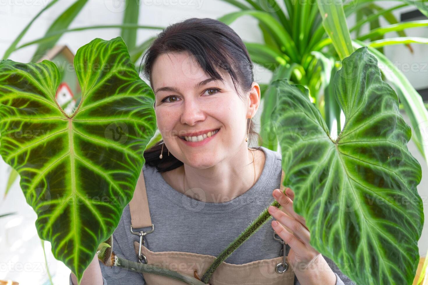 mujer en delantal sostiene grande a rayas filodendro hoja y cuidando para en conserva planta, trasplante y trasplante grande hogar planta filodendro verrucoso dentro un nuevo más grande maceta en hogar interior. foto