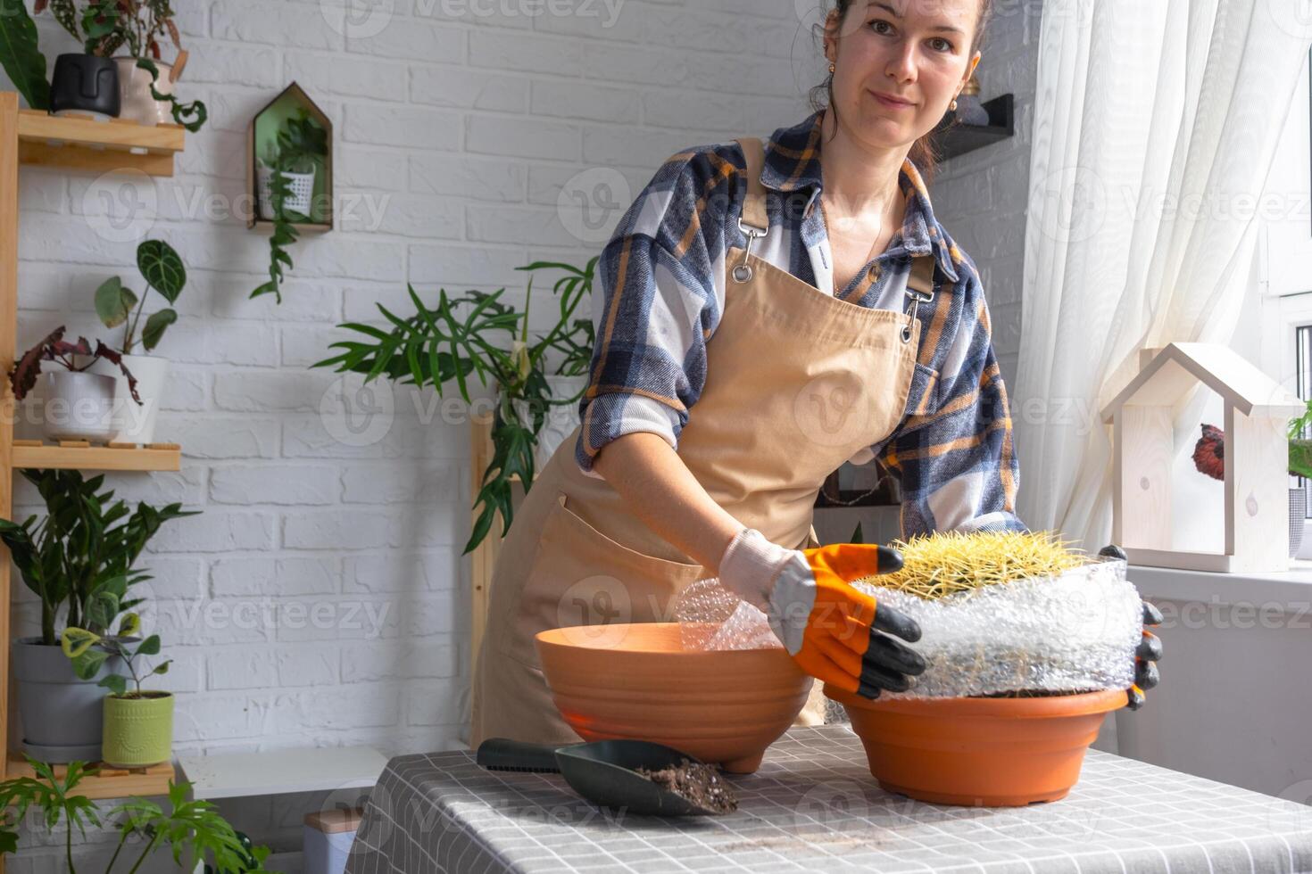 Repotting overgrown home plant large spiny cactus Echinocactus Gruzoni into new bigger pot. A woman in protective gloves wraps a cactus with a bubble wrap so as not to prick herself photo