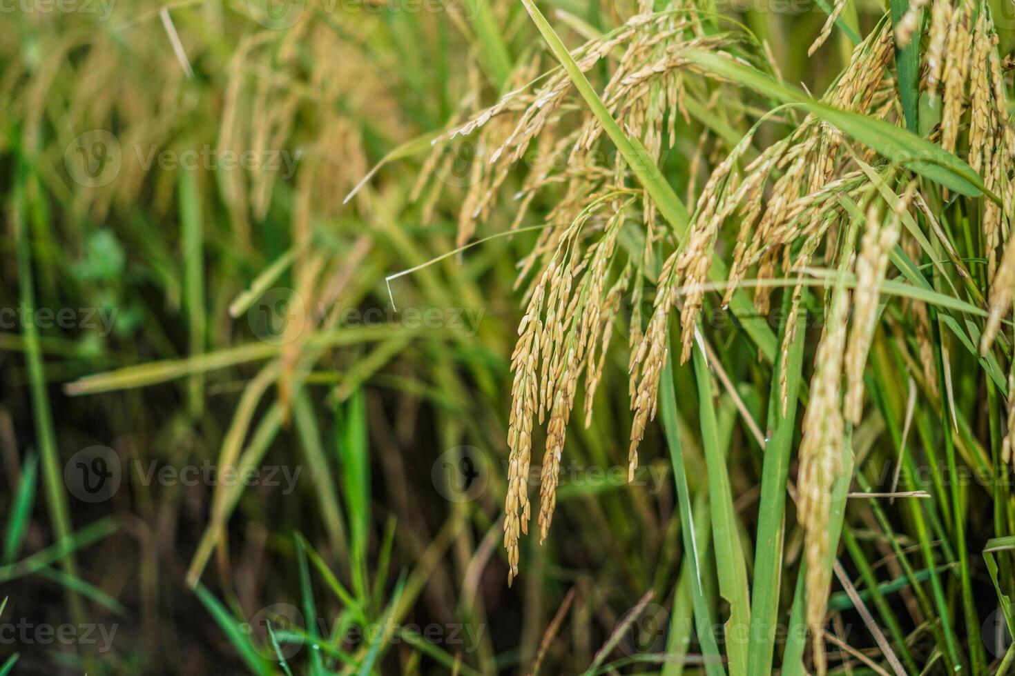 cerca arriba ver de arroz en un arroz campo antes de cosecha. foto