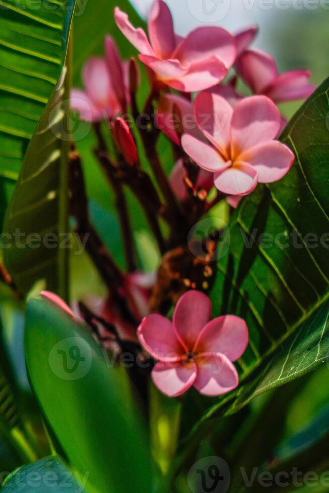 Pink frangipani flowers in bloom at a very close up view. photo