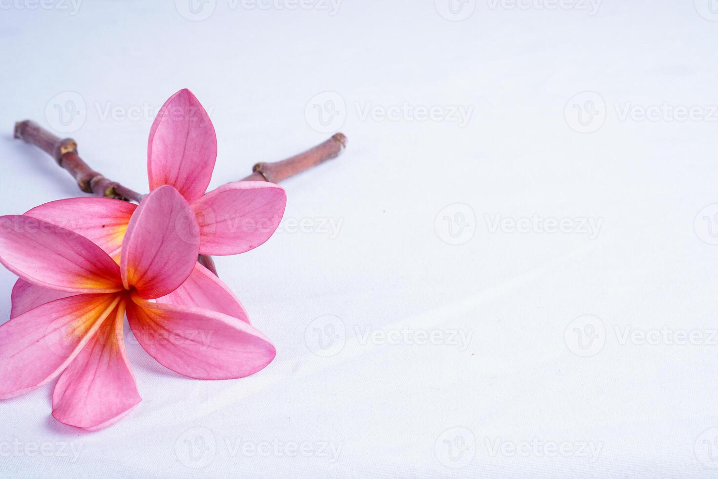 frangipani flower isolated on white with empty space for advertising photocopy. photo