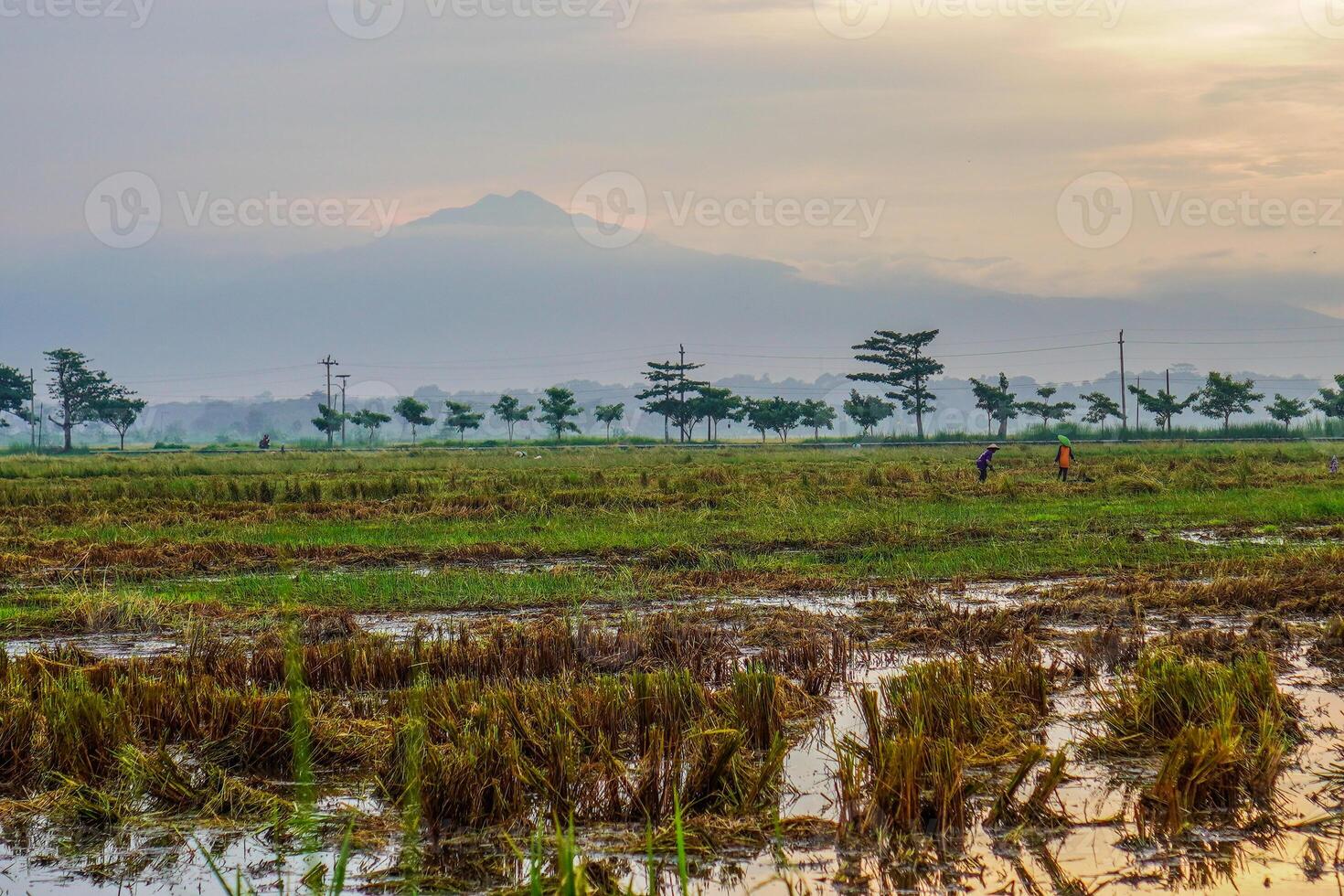 Panoramic view of rice fields after harvest with the sunrise in the background next to the mountain. isolated with empty space. photo