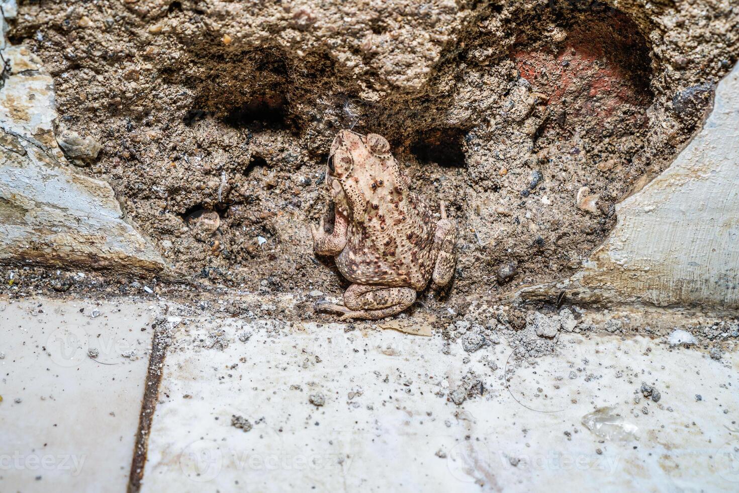 a frog camouflaged between the walls of a damaged building with empty space for photocopying. photo