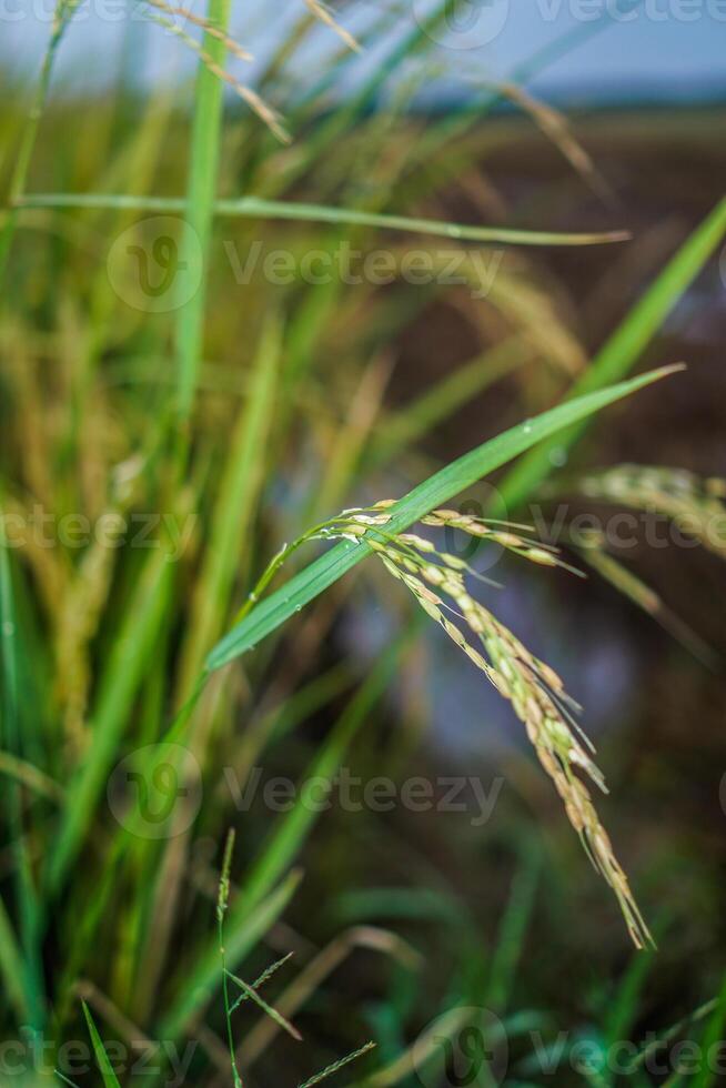 close up view of rice in a rice field before harvest. photo