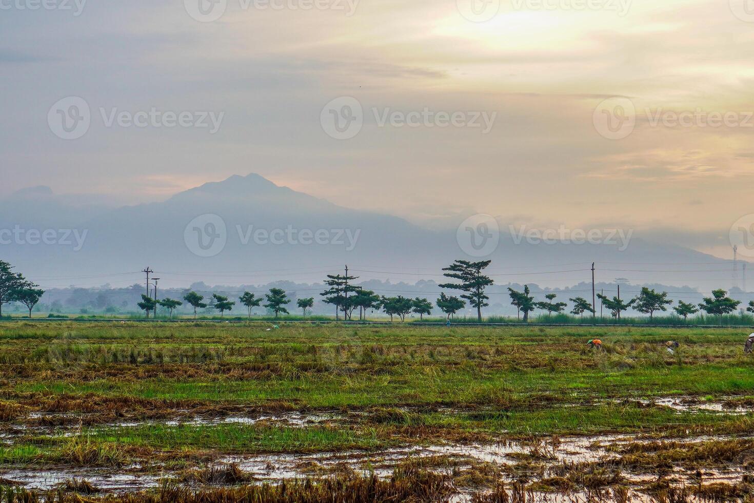 Panoramic view of rice fields after harvest with the sunrise in the background next to the mountain. isolated with empty space. photo